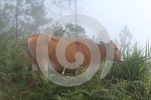 Cow enjoying eating in the mountain photo